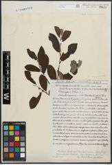 Salix appendiculata Vill. x Salix aurita L.